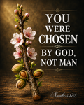 Numbers 17:8 You were chosen by God not man/ Almond Rod Bible verse